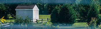 a backyard with a shed and trees