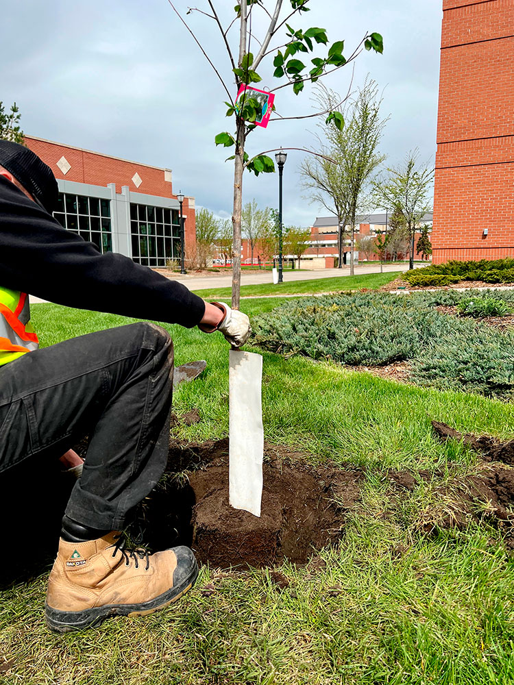 Un membre de l'équipe d'entretien des terrains place un nouvel arbre dans le sol.