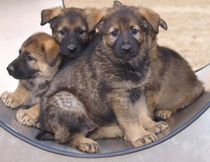 Hayla a donné naissance à l'une des premières portées de 2020 au Centre de dressage des chiens de police. Les chiots porteront certains des noms choisis dans le cadre du concours « Nomme le chiot » de cette année.