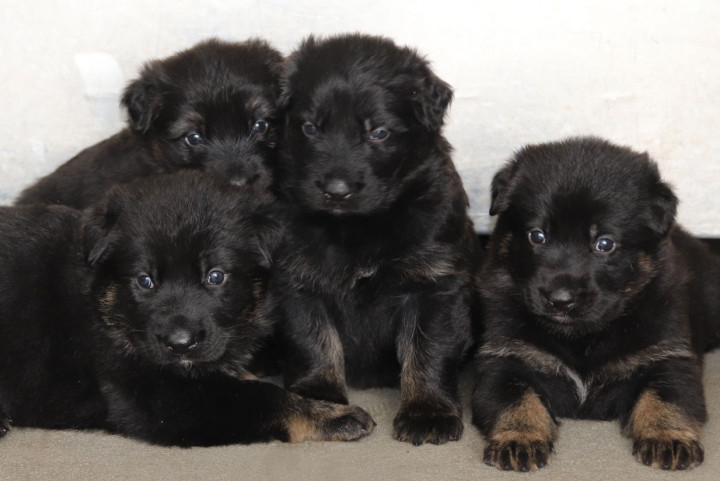 Une bande de cinq chiots bergers allemands noirs et beiges.