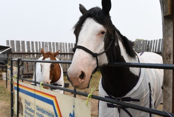 Skip (brun et blanc) et Stuart (noir et blanc), deux chevaux Paint qui ne ressemblent pas beaucoup aux chevaux traditionnels de la GRC, attendent leur chance d'entrer dans le manège du rodéo