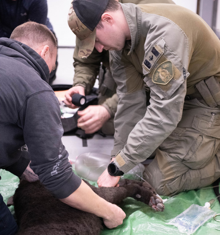 Two male RCMP officers in uniform performing a first-aid mock scenario on a dummy dog. 