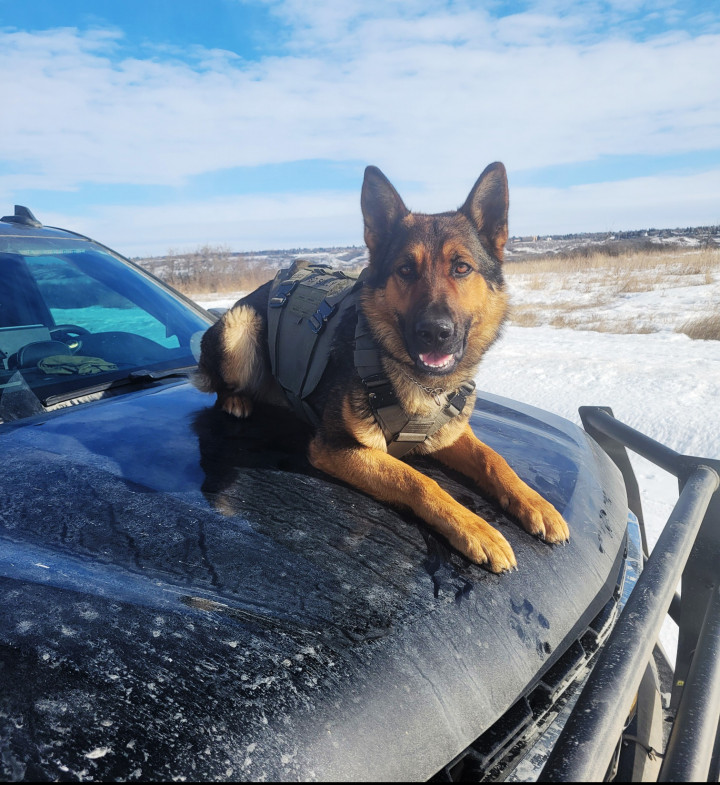 A police dog sitting on top of a police vehicle